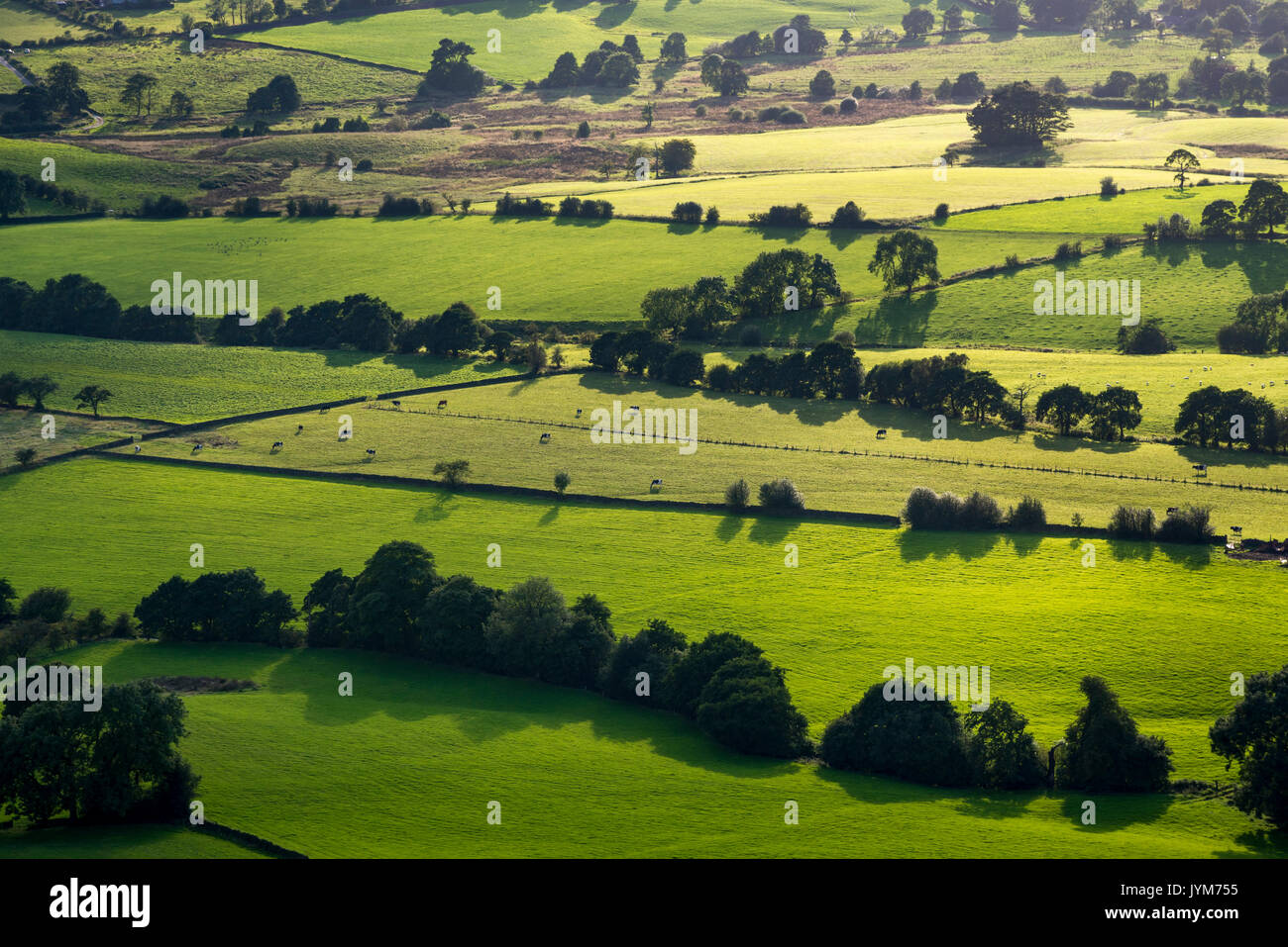 Glowing green fields in the Staffordshire countryside, England. A beautiful summer evening with soft golden sunlight. Stock Photo