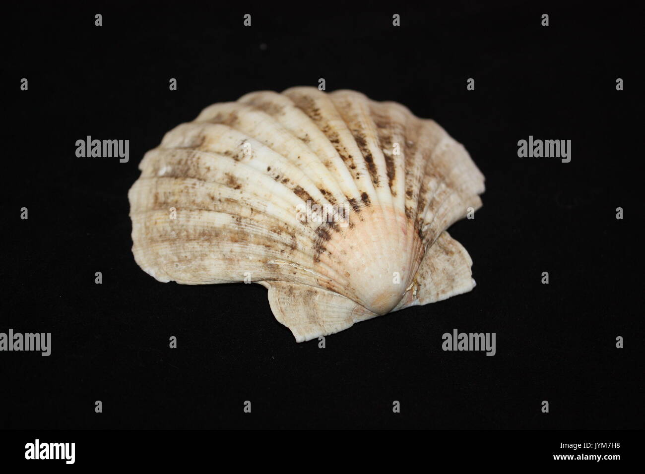 Scallop shell Stock Photo