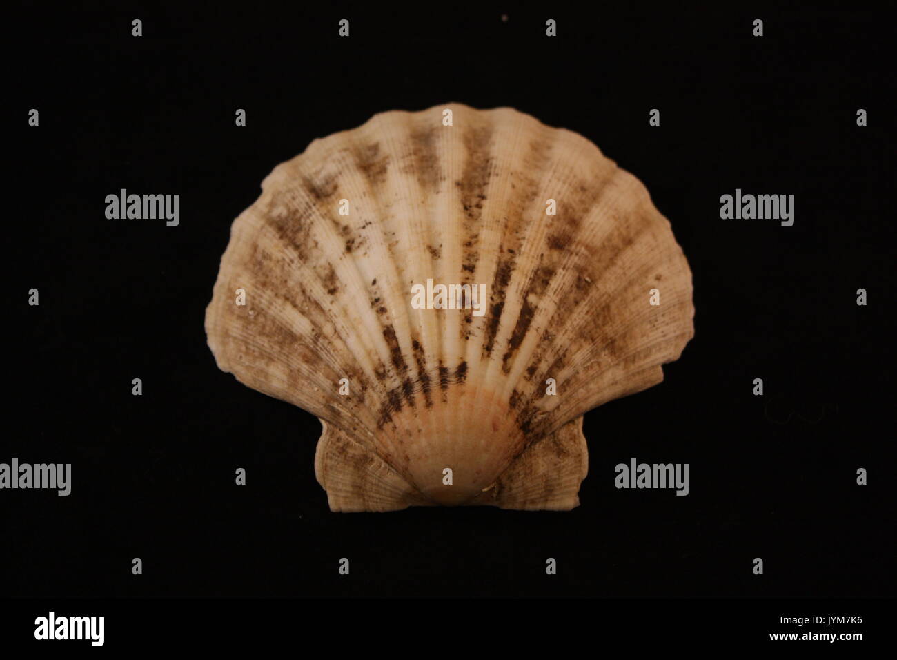 Scallop shape hi-res stock photography and images - Alamy