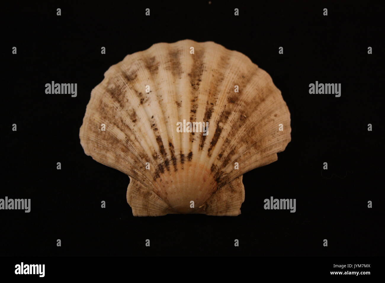 Scallop shape hires stock photography and images Alamy