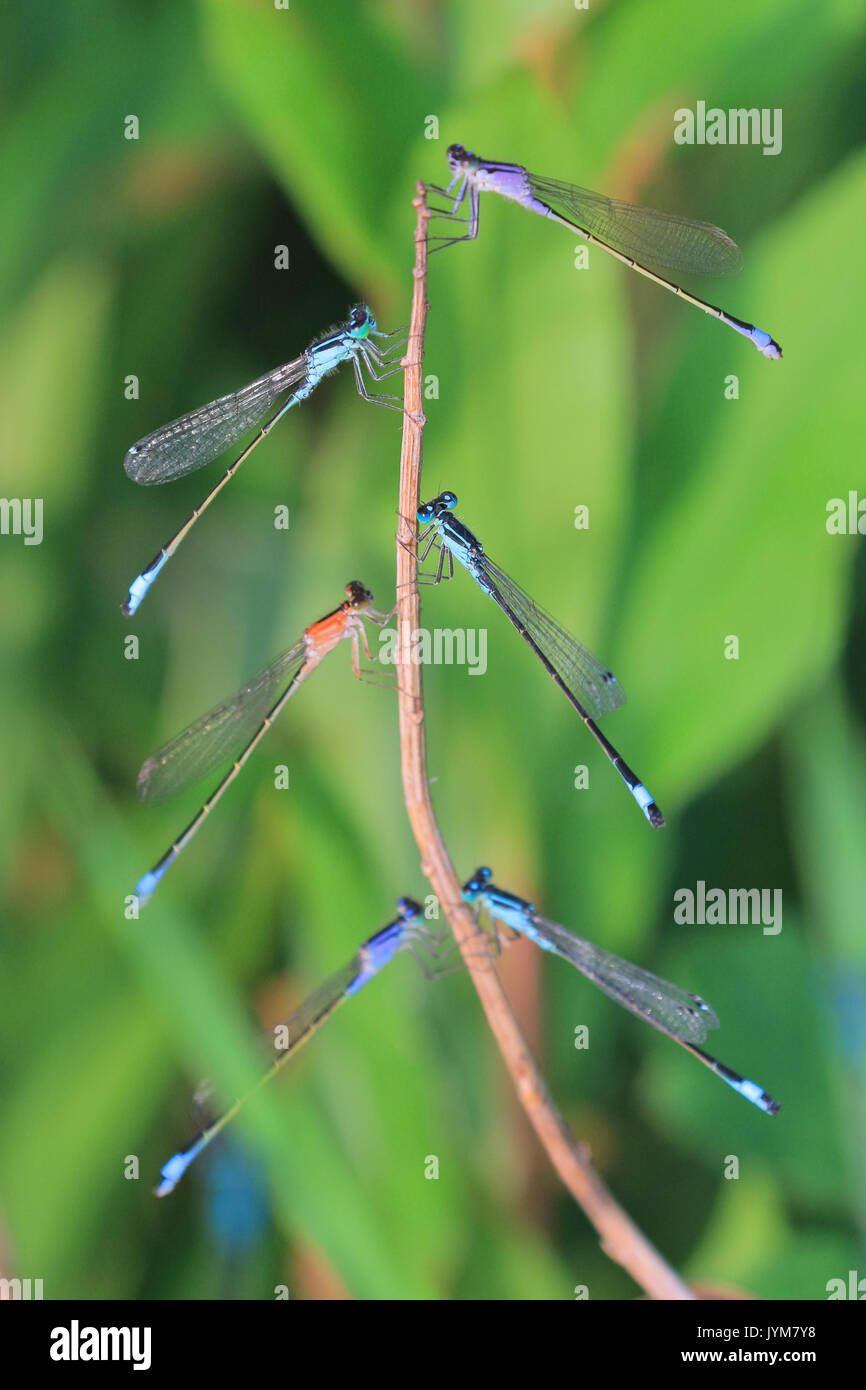 Dragonflies on twig Stock Photo
