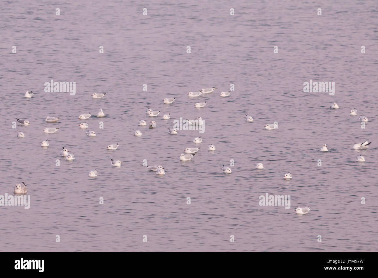 Flock of waterbirds on the sea on calm winter morning Stock Photo