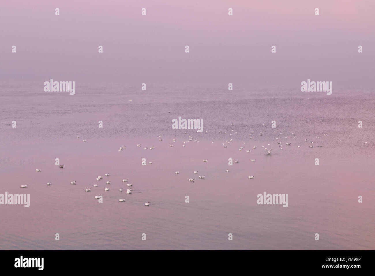 Flock of waterbirds on the sea on calm winter morning Stock Photo