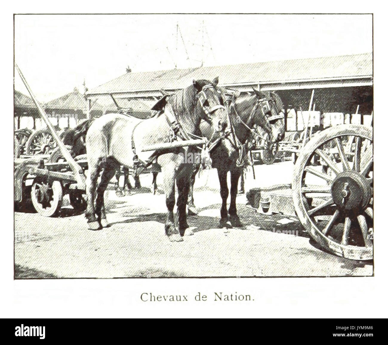 Chevaux Cut Out Stock Images & Pictures - Alamy