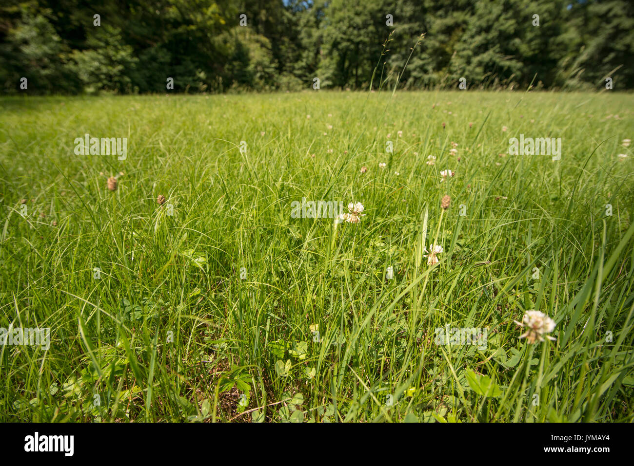 Beautiful plants green grass hi-res stock photography and images - Alamy