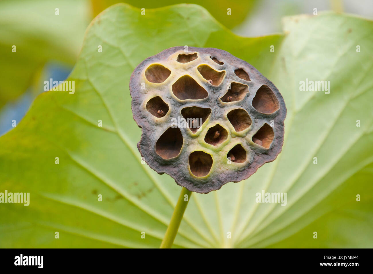 lotus flower seed pod Stock Photo