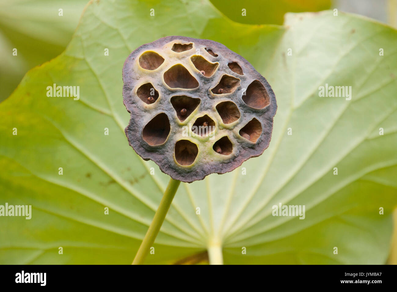 lotus flower seed pod Stock Photo