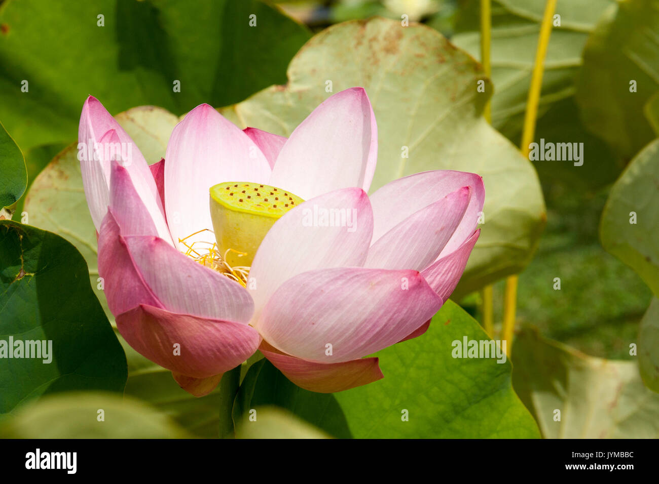 The Lotus plant Stock Photo Alamy