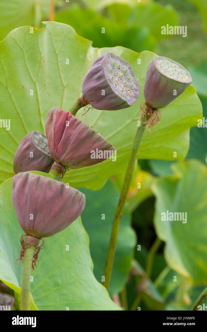 seed pods of the lotus flower Stock Photo