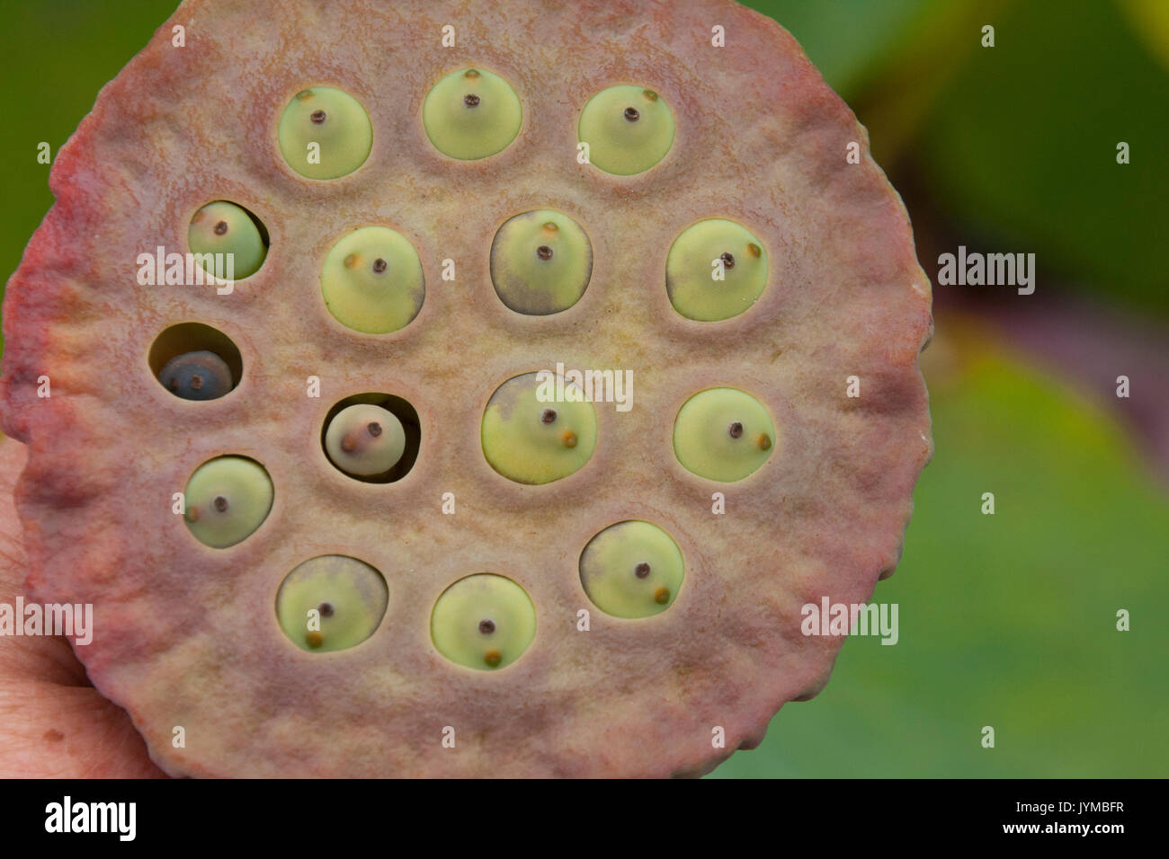 seed pods of the lotus flower Stock Photo