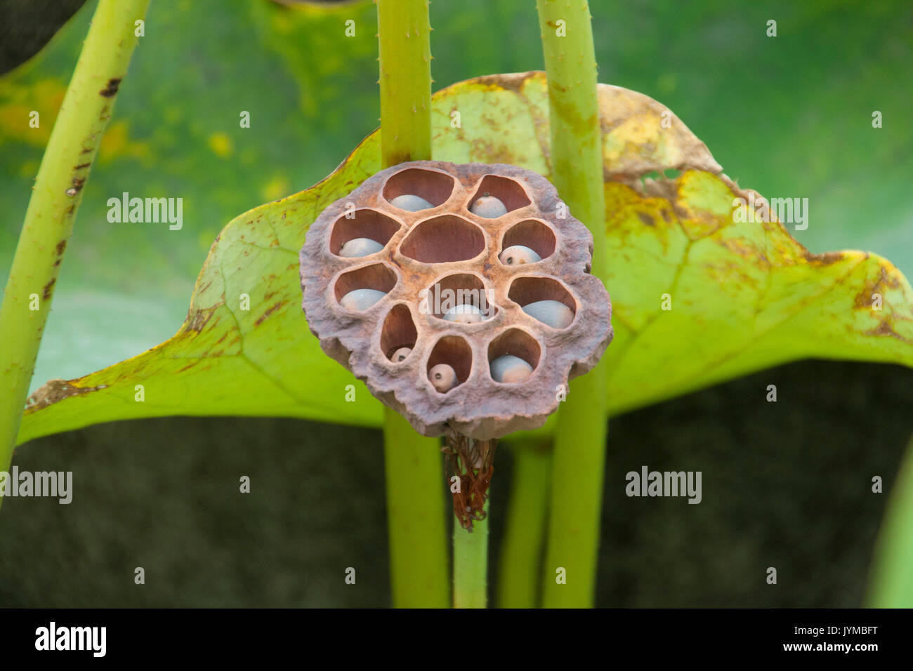 seed pods of the lotus flower Stock Photo