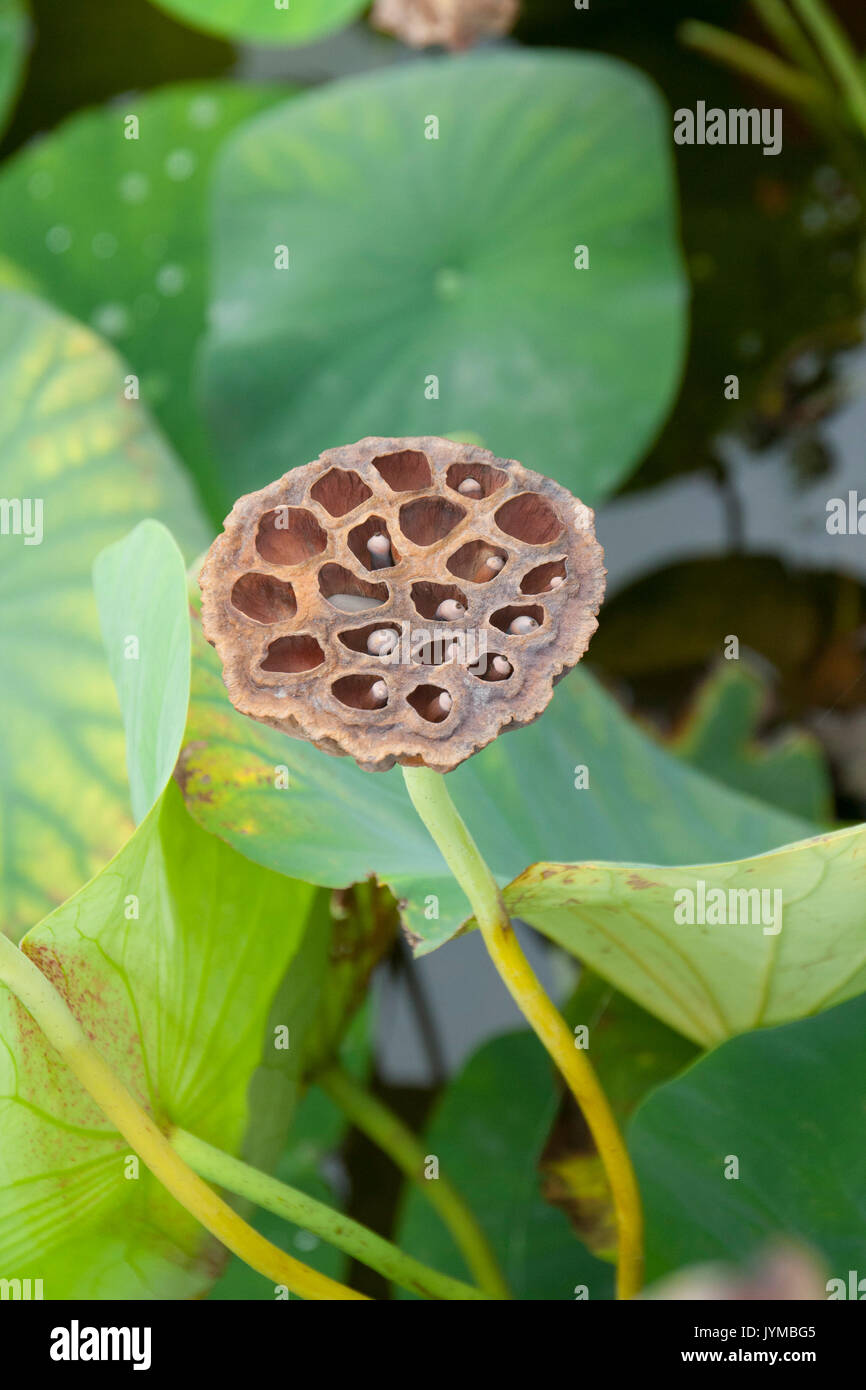 seed pods of the lotus flower Stock Photo Alamy