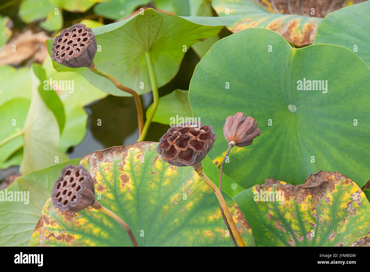 seed pods of the lotus flower Stock Photo Alamy