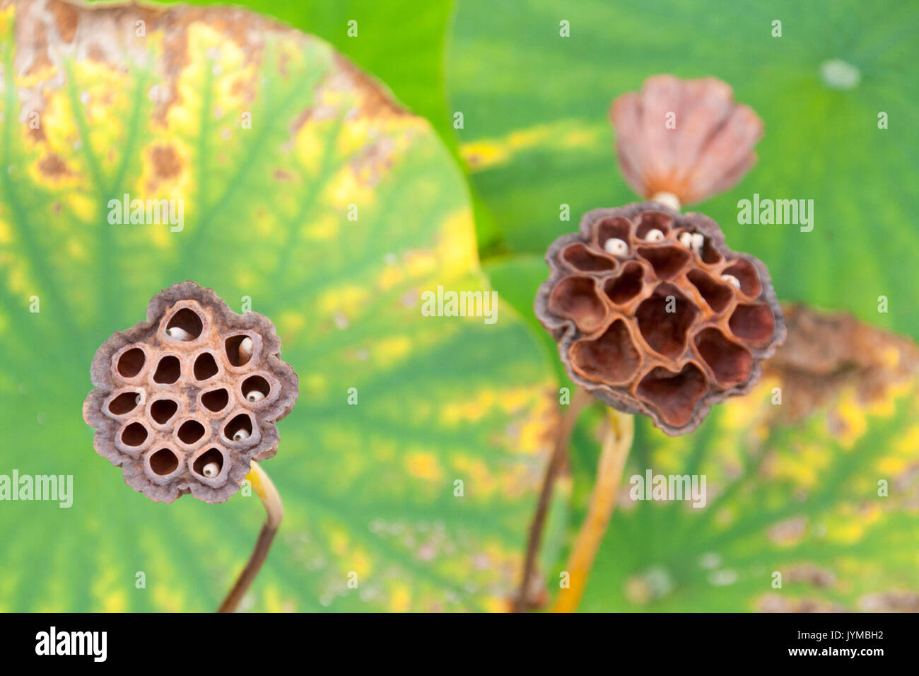 seed pods of the lotus flower Stock Photo Alamy
