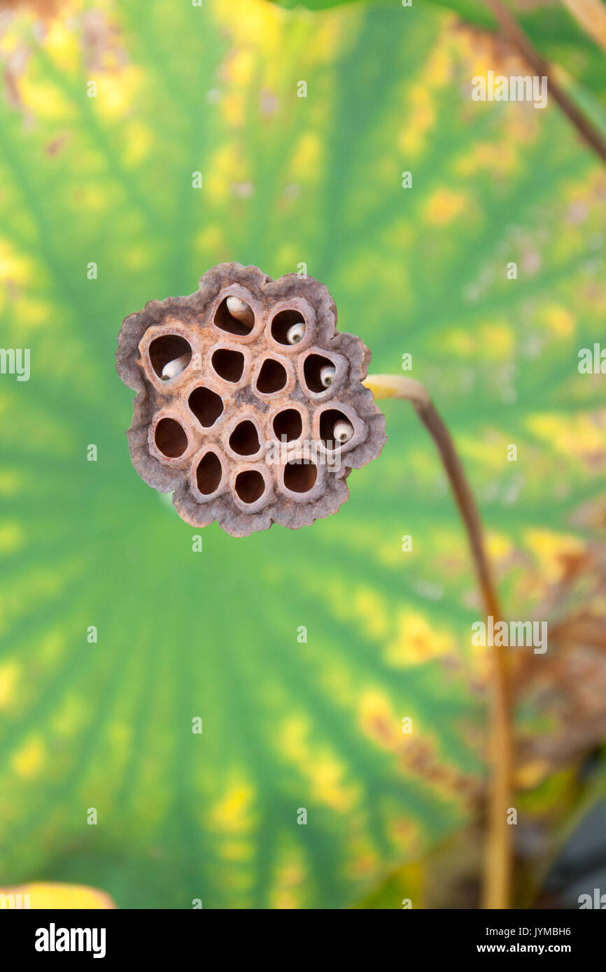 seed pods of the lotus flower Stock Photo