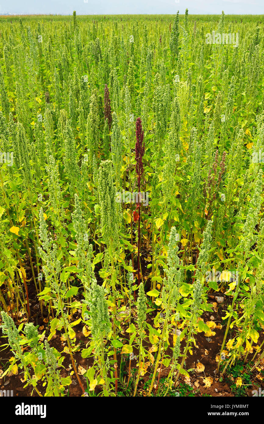 Quinoa cultivation in Sicaya Stock Photo Alamy
