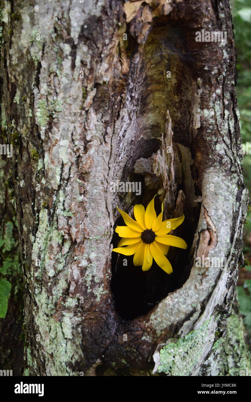 Appalachian Sunflower in Tree Trunk Stock Photo Alamy