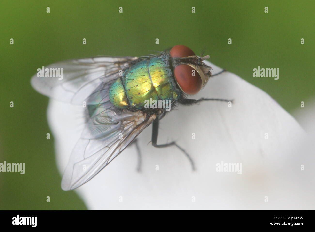 Green fly on white flower petal Stock Photo