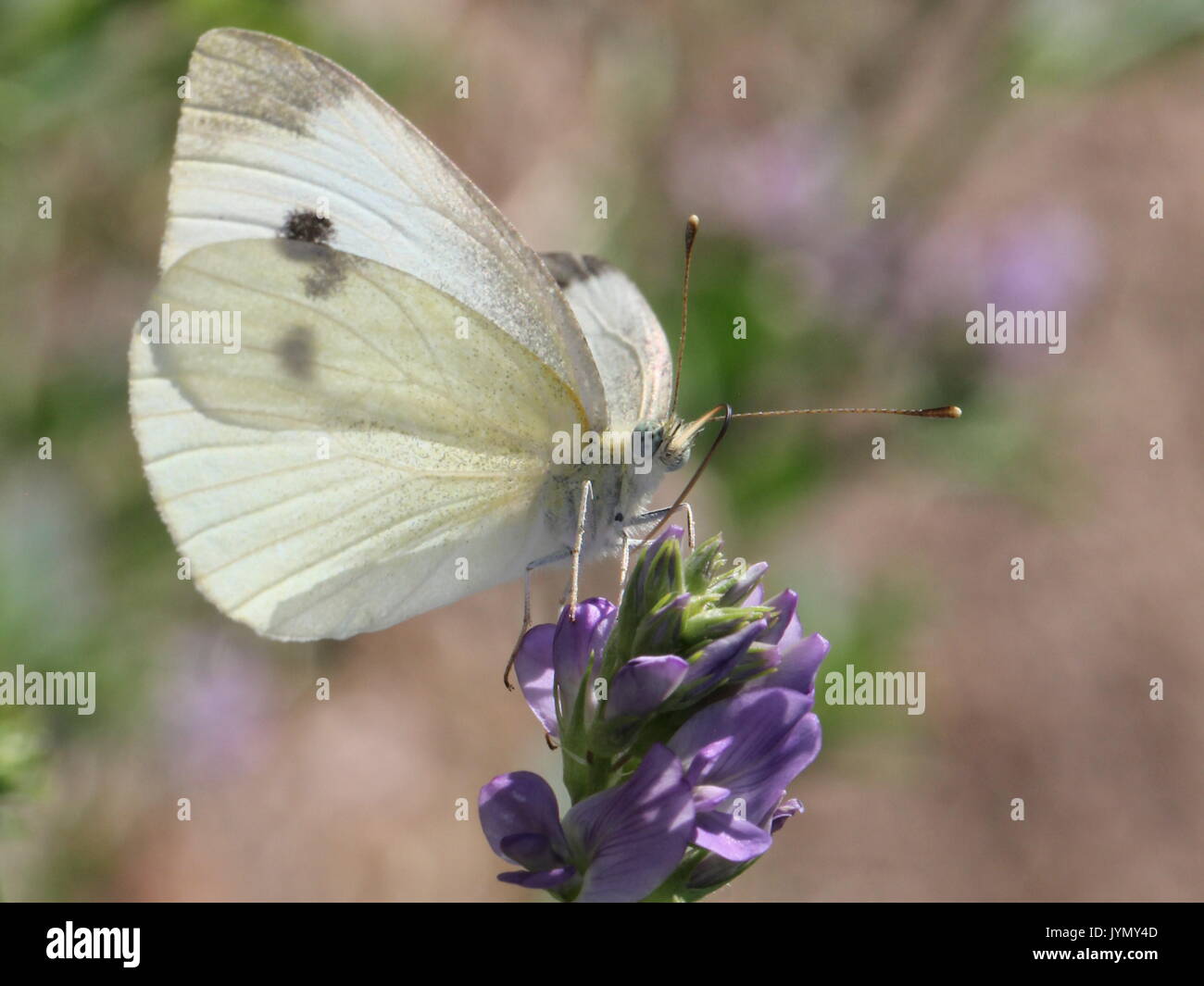 White butterfly on purple flower Stock Photo