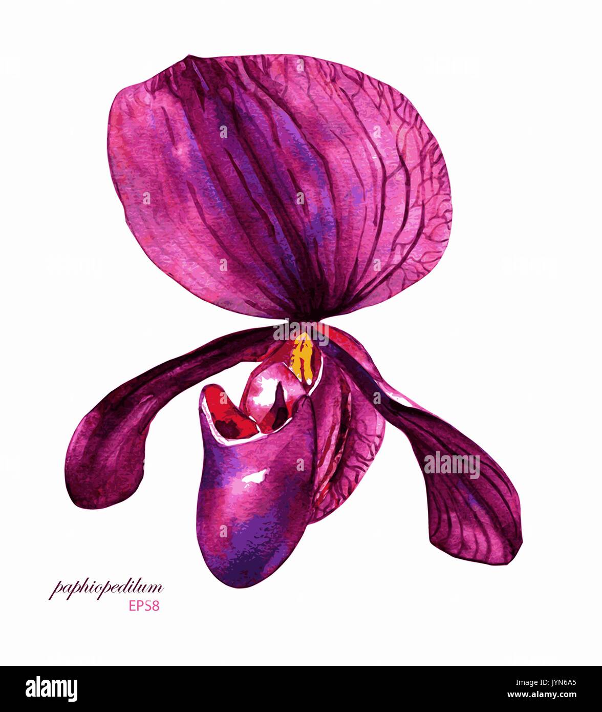 Hand painted vector watercolor purple paphiopedilum orchid. Isolated on white background. Element for your design. Stock Vector