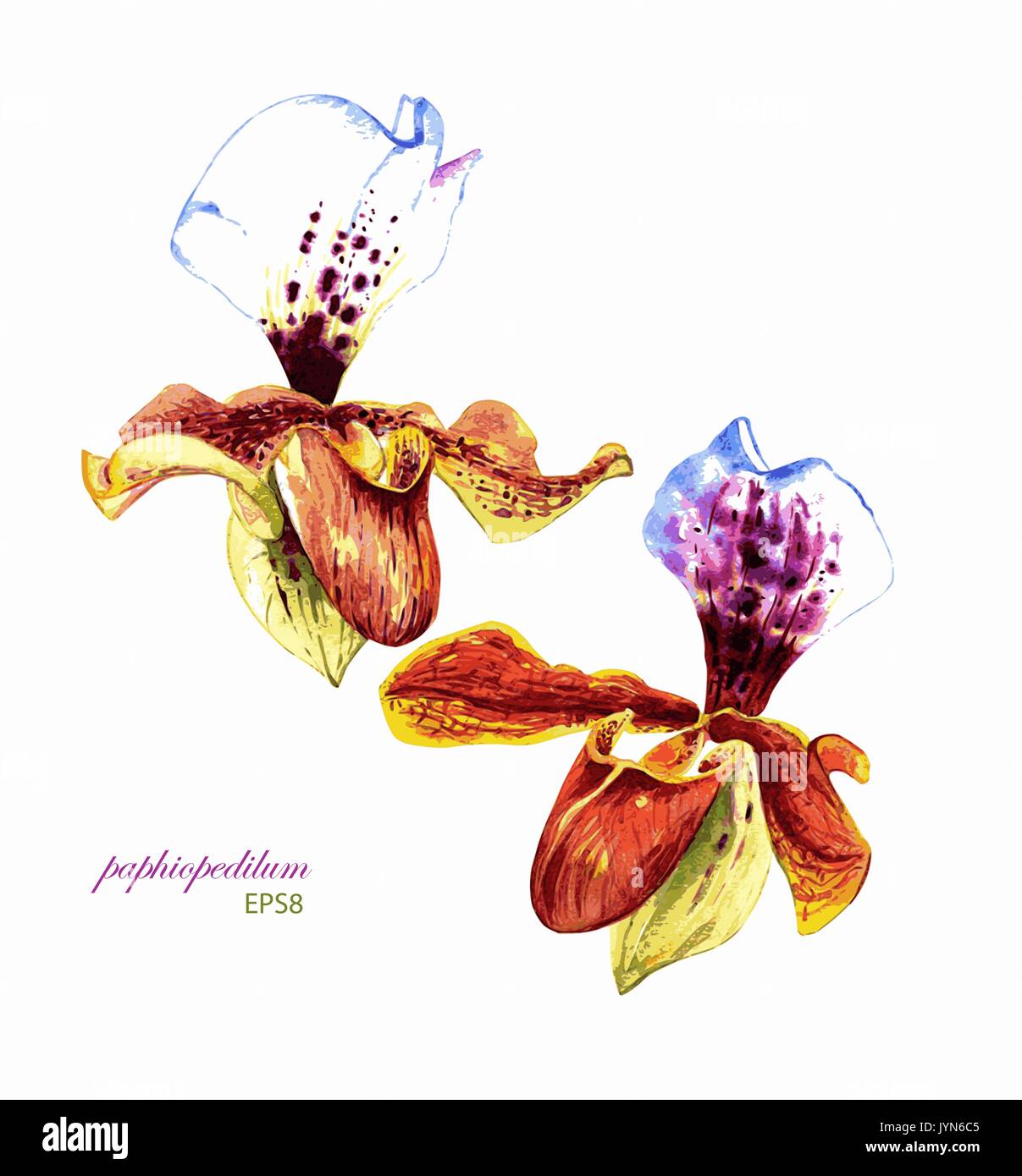 Hand painted vector watercolor paphiopedilum orchids. Isolated on white background. Elements for your design. Stock Vector
