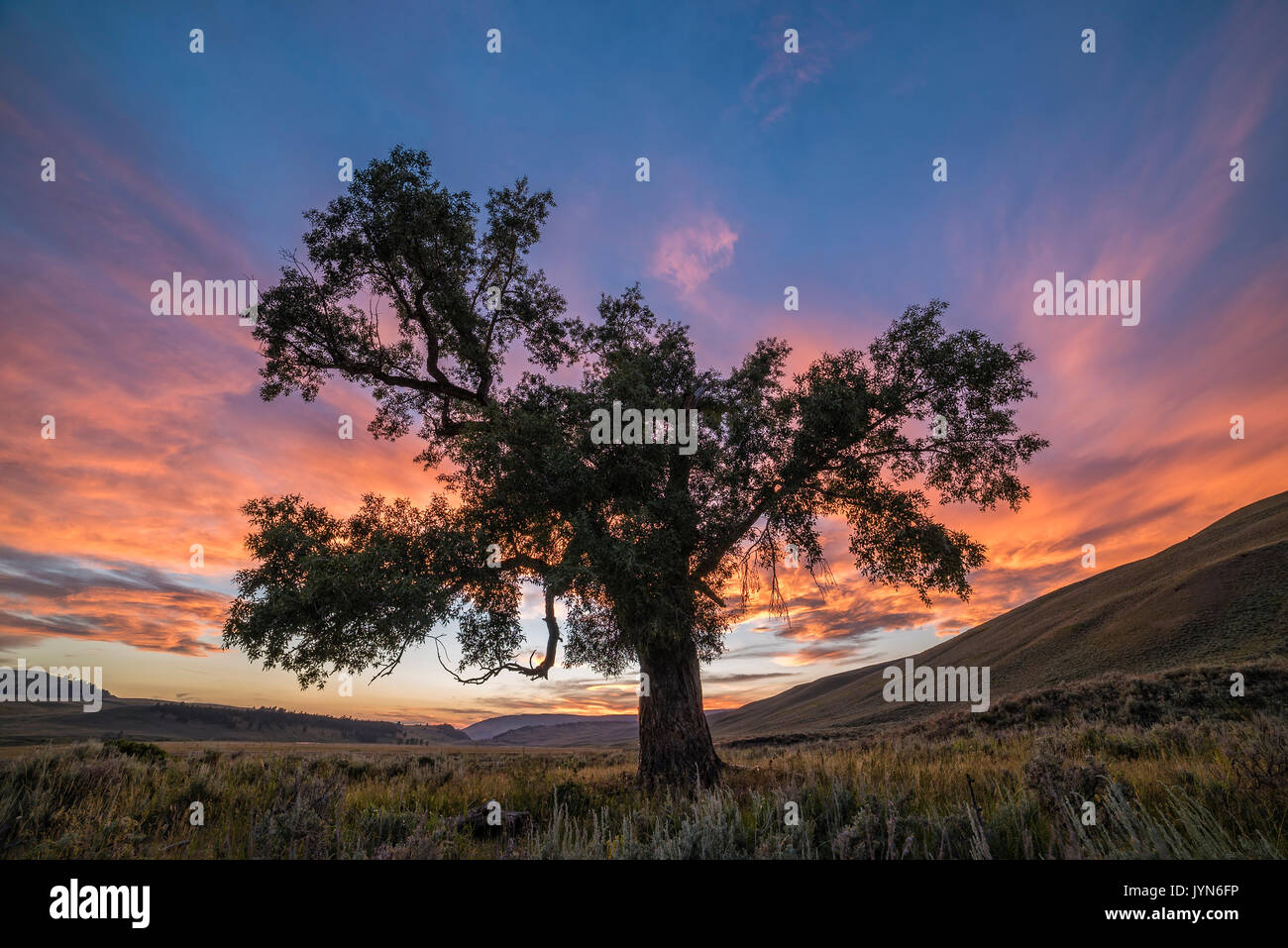 Cottonwood Tree at sunset, Lamar Valley, Yellowstone National Park, Wyoming Stock Photo Alamy