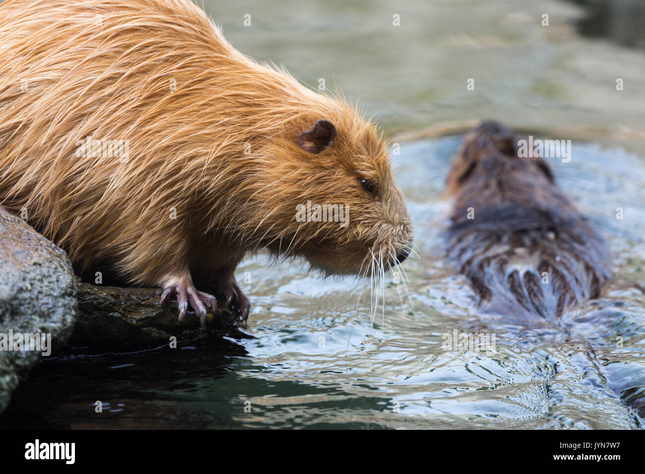 Pair of Coypu (Myocastor coypus), also called Nutria or Beaver rats), sitting and swimming Stock Photo