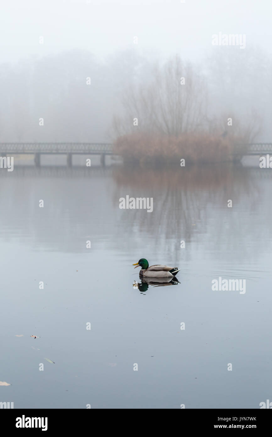 Male mallard swimming in pond in misty foggy weather. A pedestrians