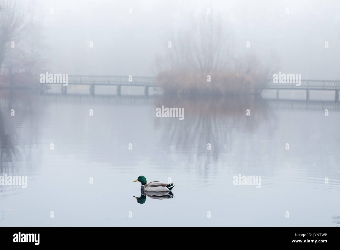 Male mallard swimming in pond in misty foggy weather. A pedestrians
