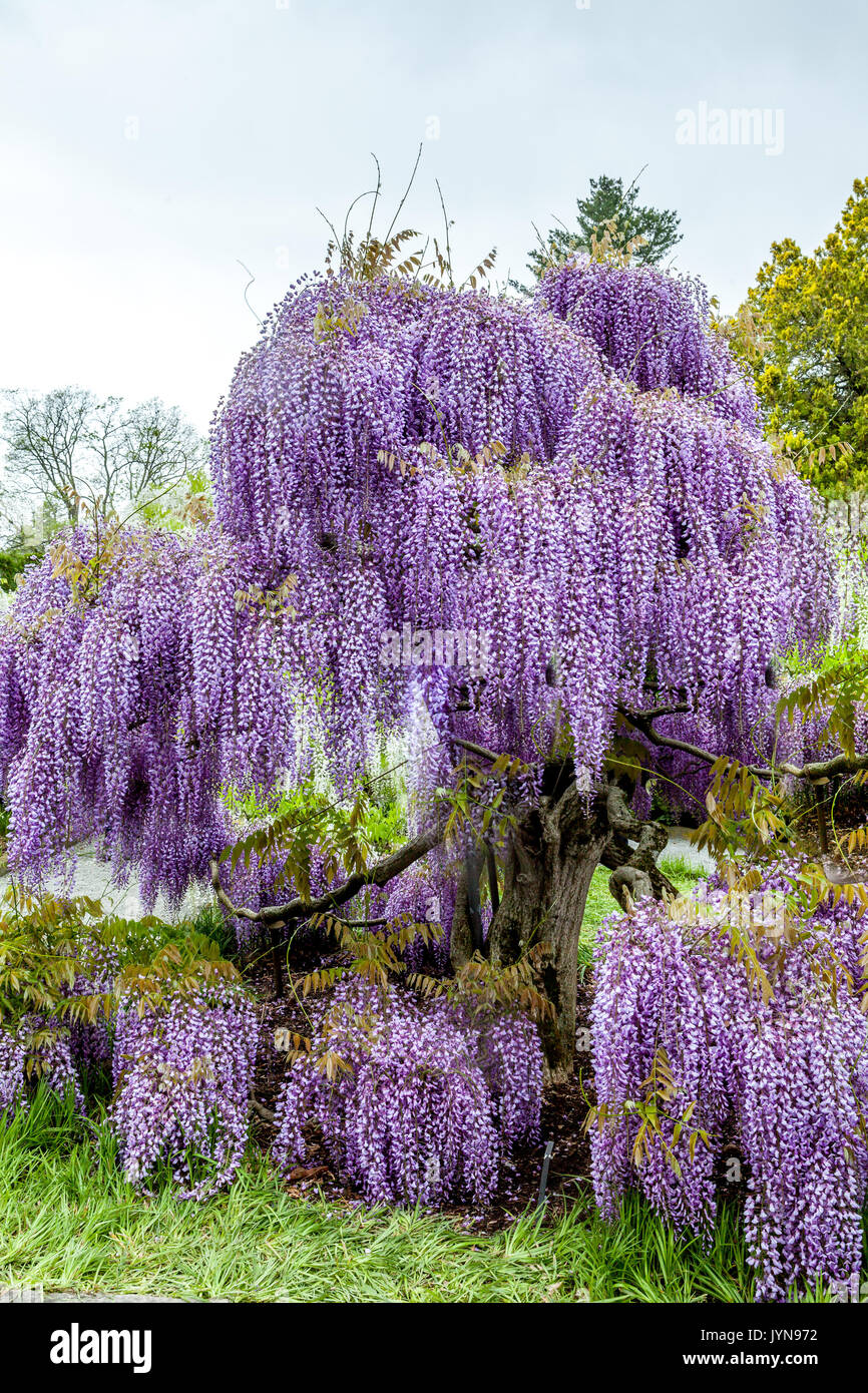 Blooming wisteria in garden, white and purple color Stock Photo - Alamy