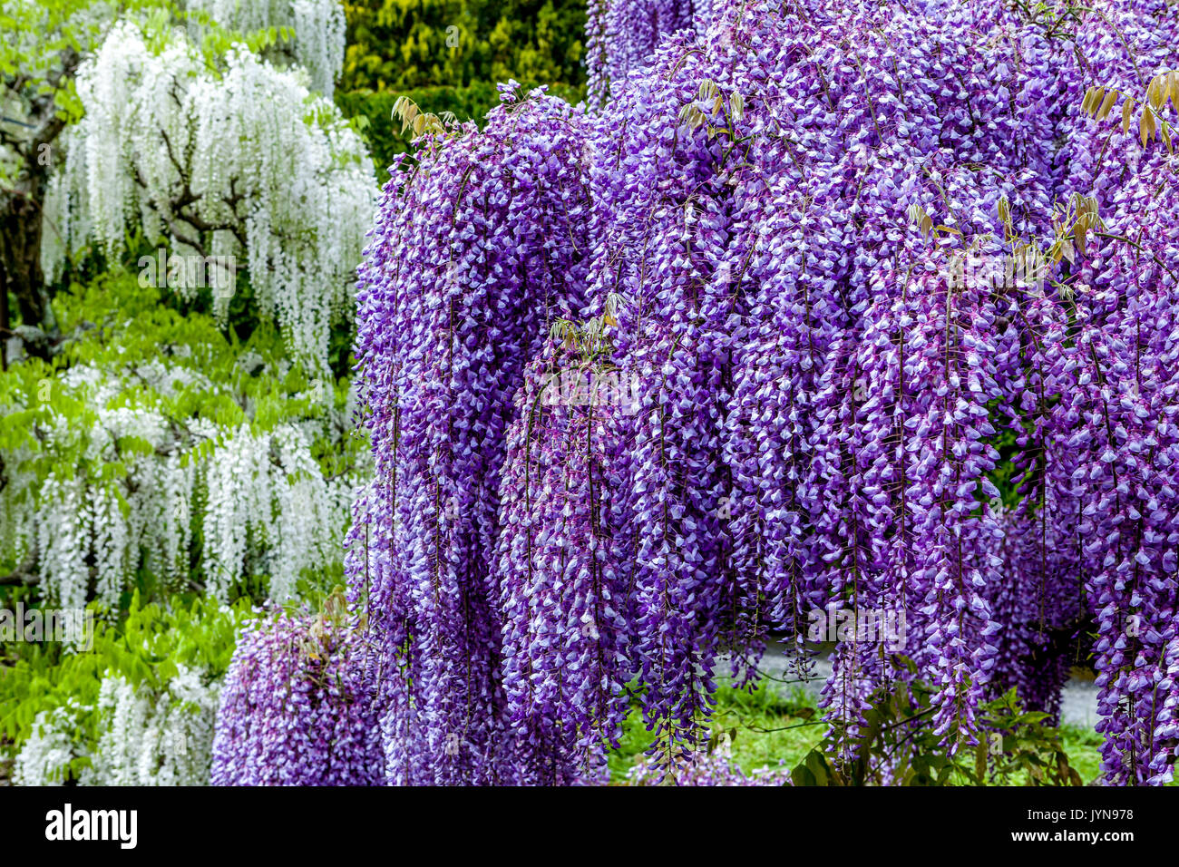 Blooming wisteria in garden, white and purple color Stock Photo