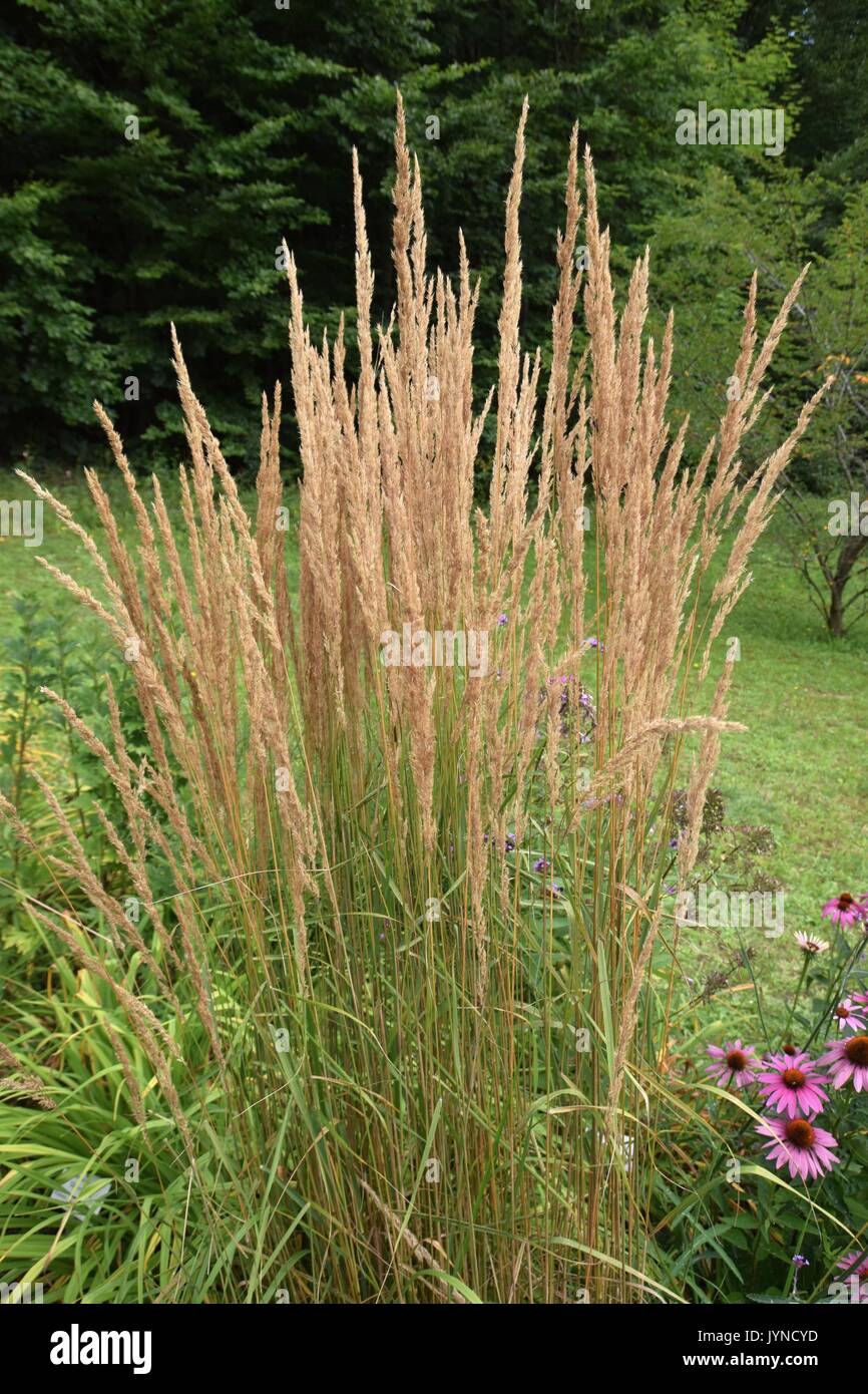 Calamagrostis acutiflora, Poaceae, reed grass, smallweed Stock Photo