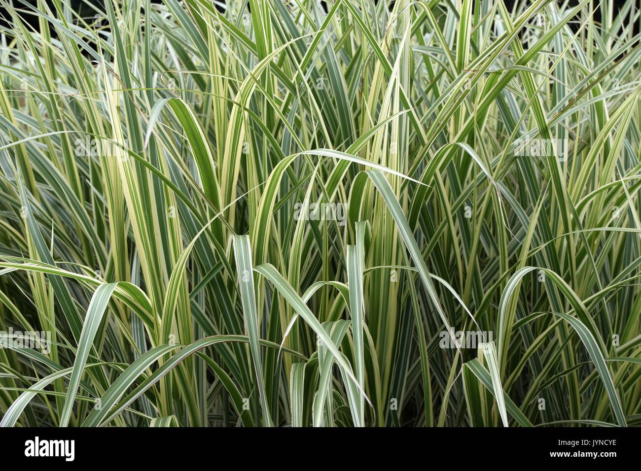 Ornamental grass, acorus calamus, Variegatus or sweet flag reed grass, carax, grassy plants, Cyperaceae, Sedges, Seg Stock Photo