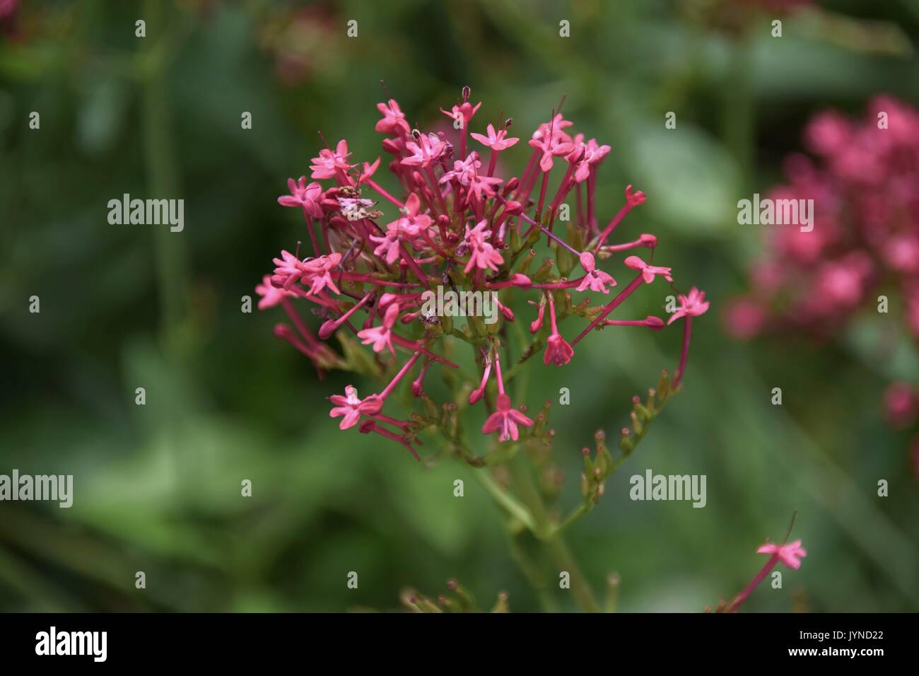 Centranthus ruber, red valerian, spur valerian, kiss-me-quick, fox´s brush, devil´s beard, jupiter´s beard, ornamental flowers Stock Photo
