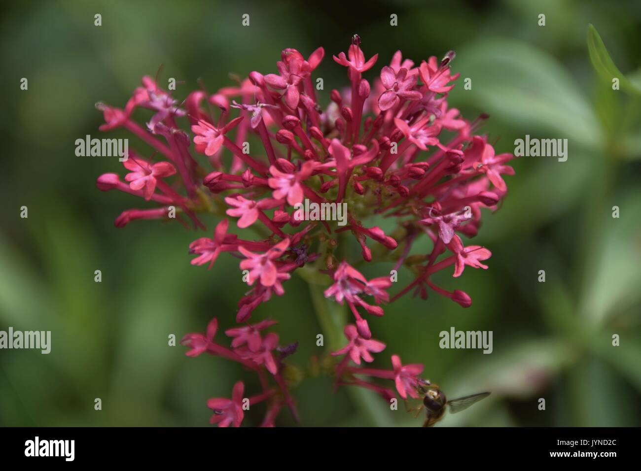 Centranthus ruber, red valerian, spur valerian, kiss-me-quick, fox´s brush, devil´s beard, jupiter´s beard, ornamental flowers Stock Photo
