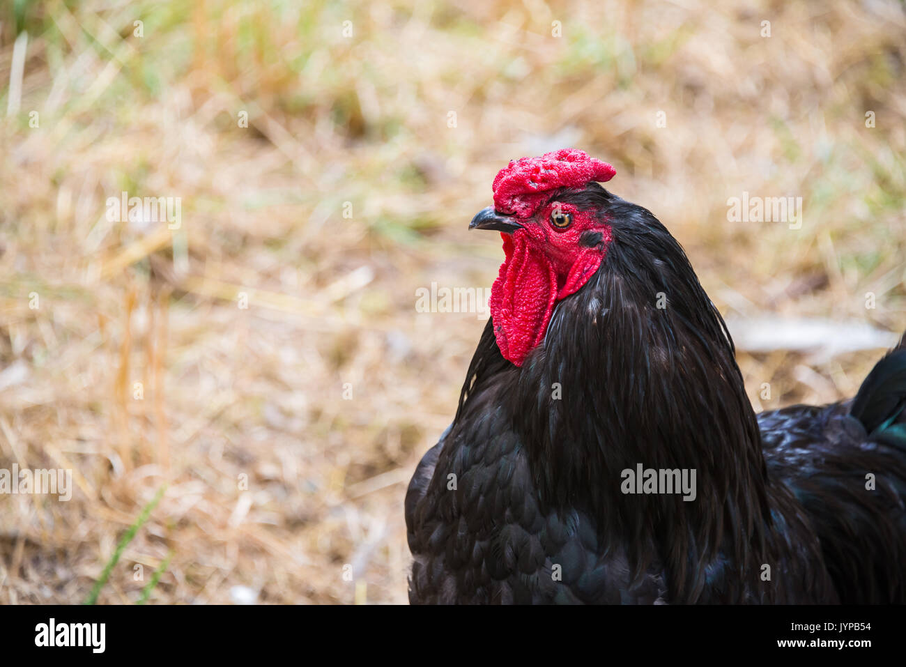 Profile of a Black Rooster in Barnyard Stock Photo