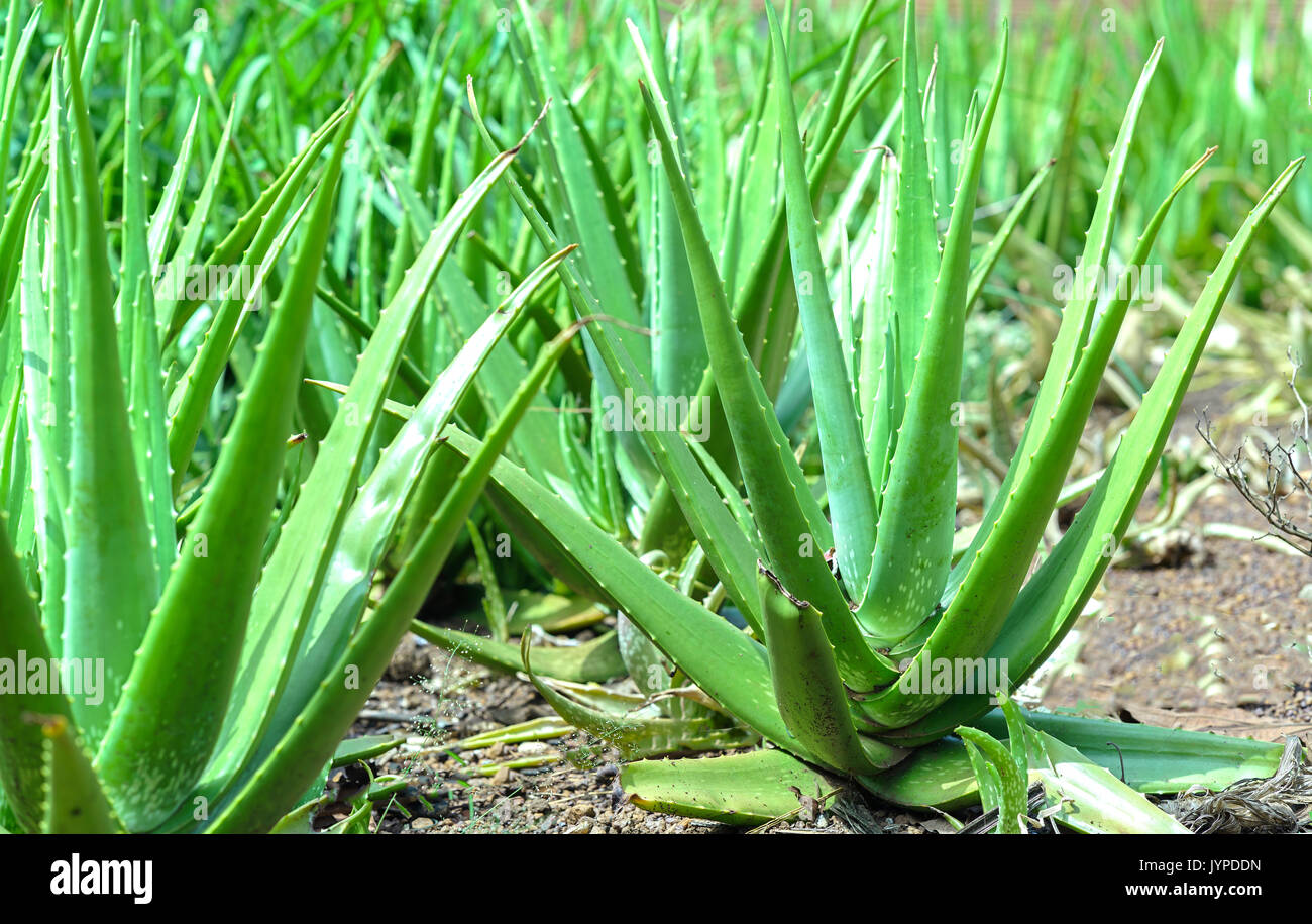 Aloe vera plant in the garden, this is a medicinal plant and is a cool food for the body in the summer Stock Photo