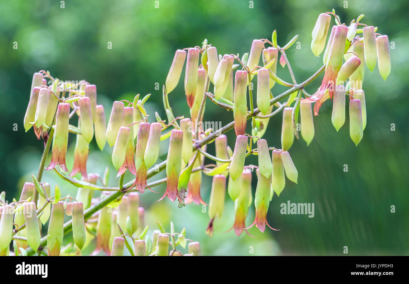 Bryophyllum pinnatum flowers bloom on the branches like the little lanterns shimmering in the sunshine Stock Photo