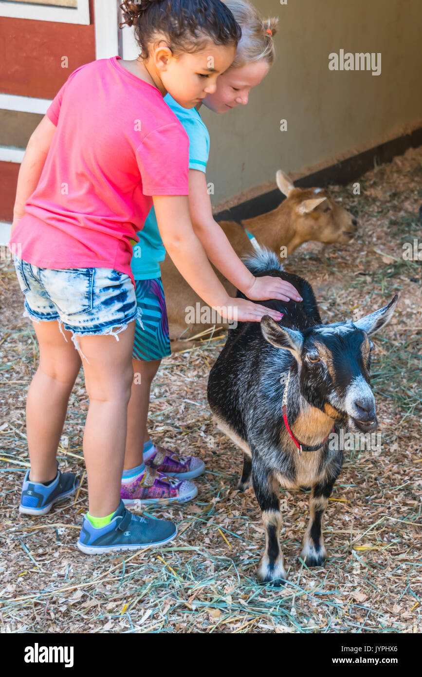 Two Young Girls Petting a Goat at an Animal Farm Vertical Stock Photo