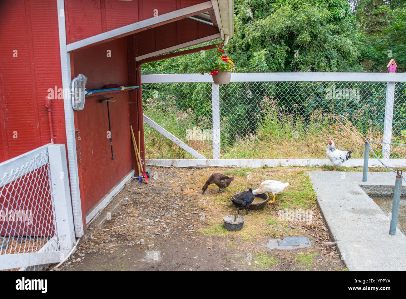 Three Ducks and a Rooster in a Barnyard Stock Photo