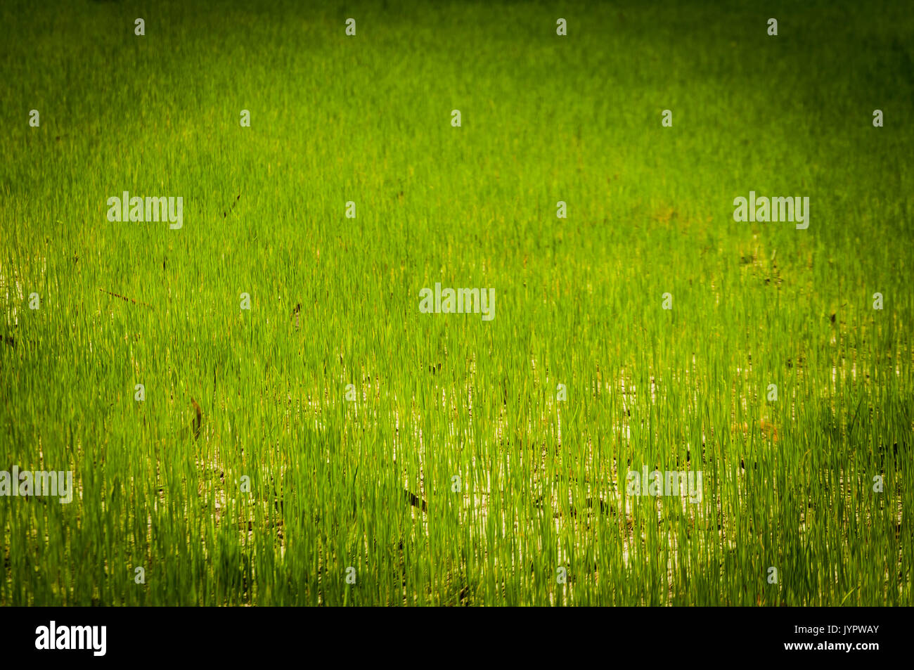 Green field of Rice farm in Thailand Stock Photo - Alamy
