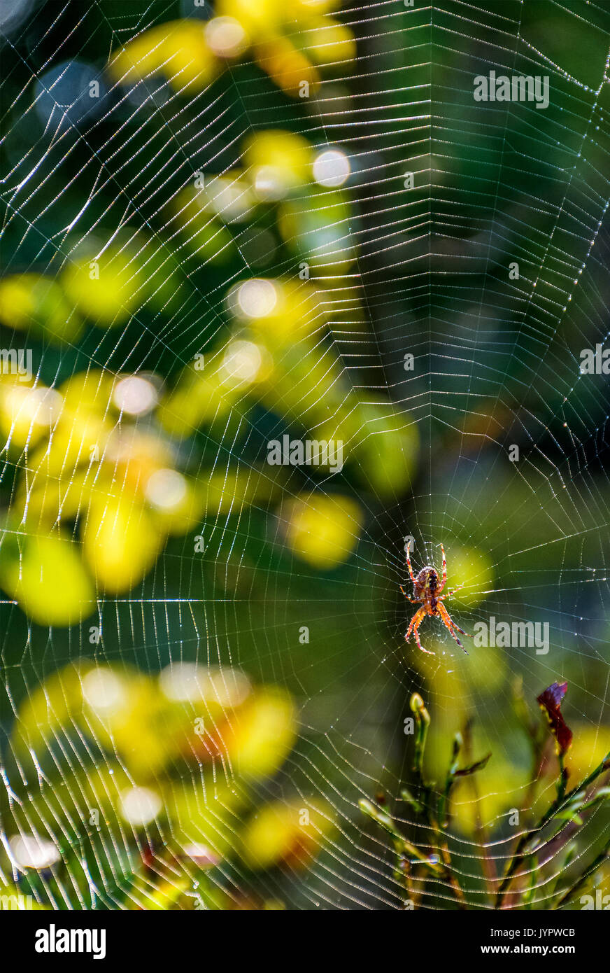 lovely background with spider in the web on beautiful foliage bokeh Stock Photo