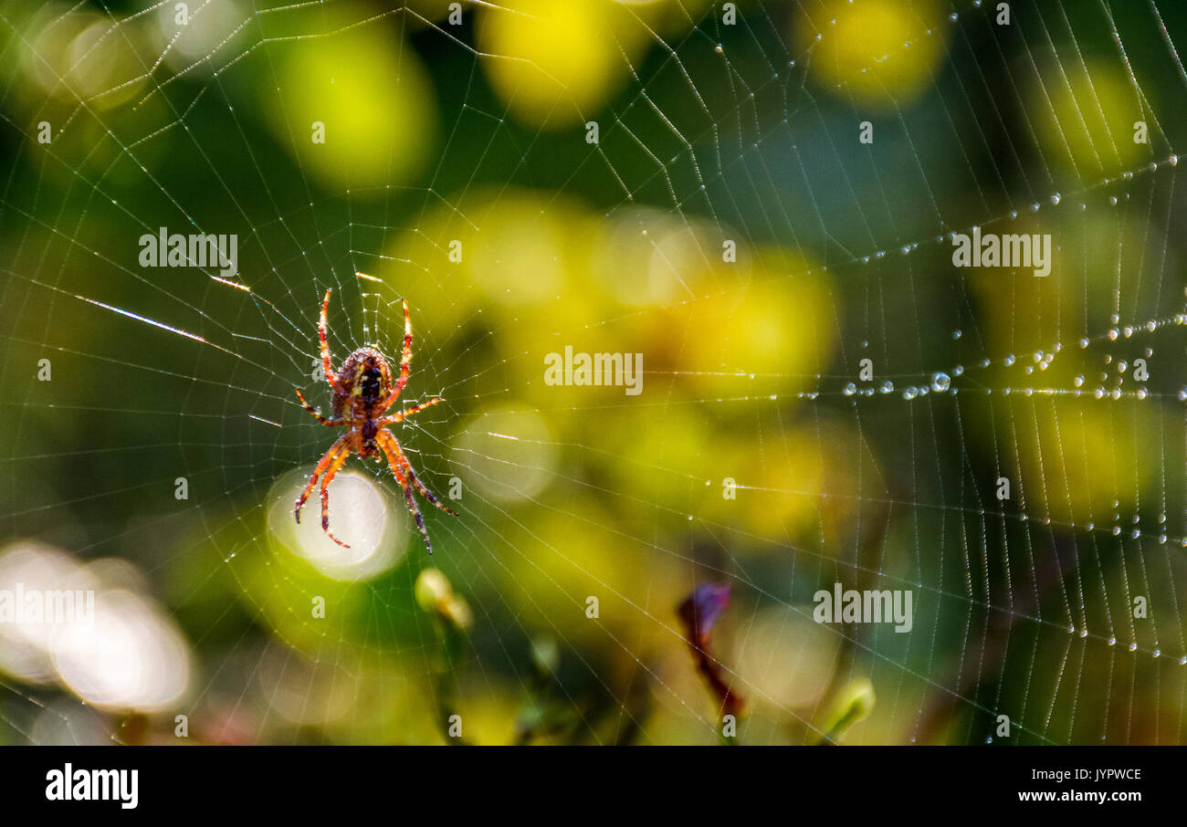 lovely background with spider in the web on beautiful foliage bokeh Stock Photo