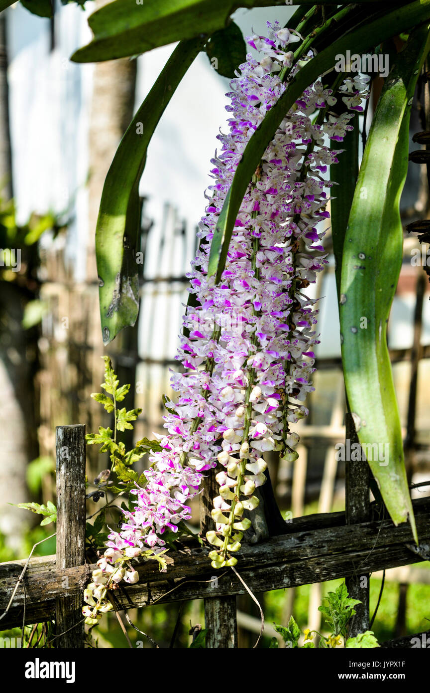 Kopou phul- Rhynchostylis retusa (also called Foxtail Orchid), is an exotic blooming orchid, belonging to the Vanda alliance. © Koushik Borah | 2017. Stock Photo