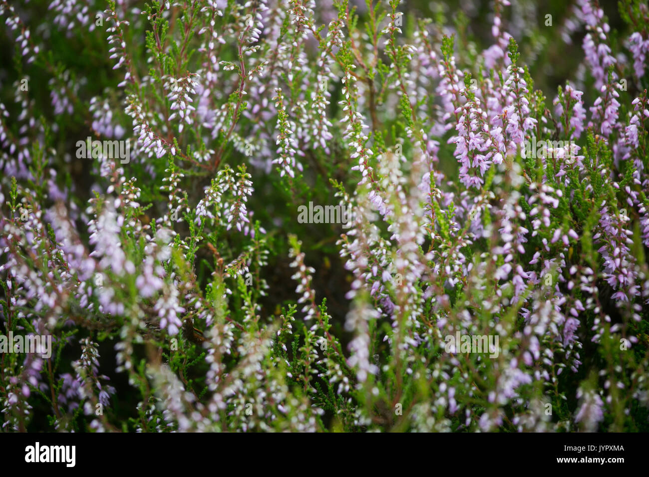 Heather on moorland in the Borders of Scotland. The hills are popular hunting ground for grouse. Stock Photo