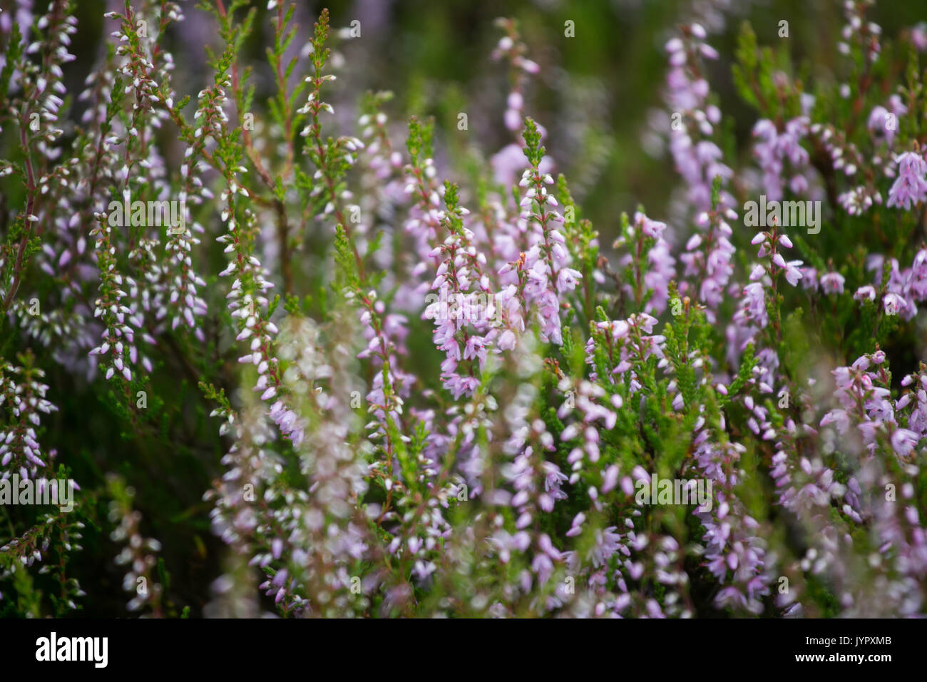 Heather on moorland in the Borders of Scotland. The hills are popular hunting ground for grouse. Stock Photo