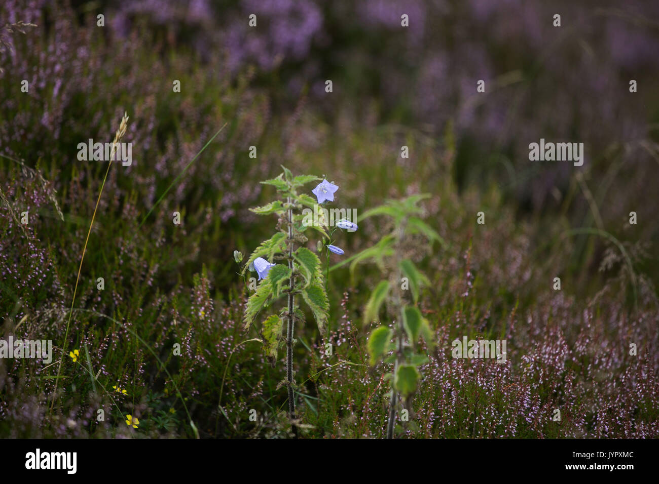 A marsh violet amongst heather on moorland in the Borders of Scotland. The hills are popular hunting ground for grouse. Stock Photo