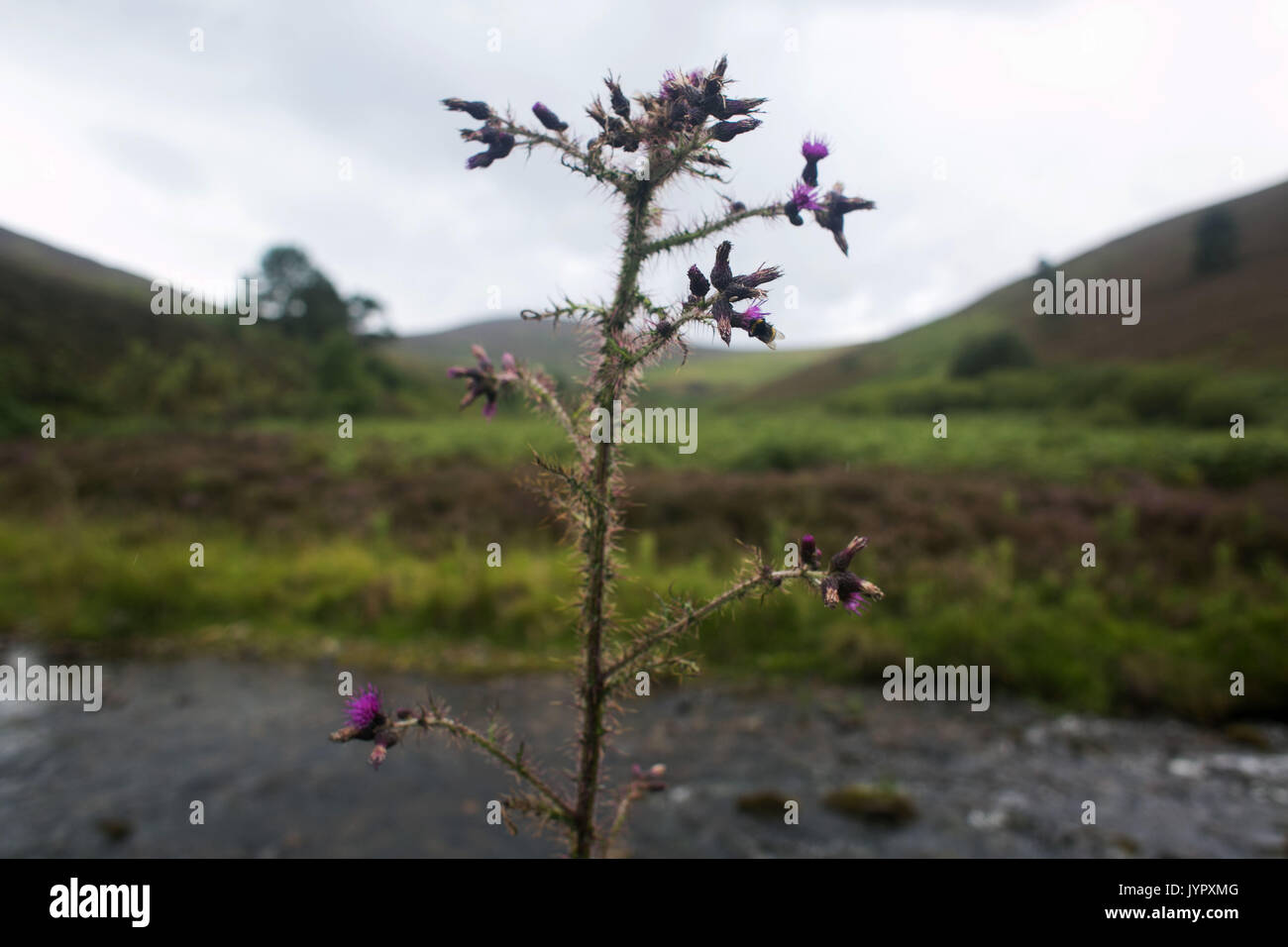 A tall thistle by a river on moorland in the Borders of Scotland. The hills are popular hunting ground for grouse. Stock Photo