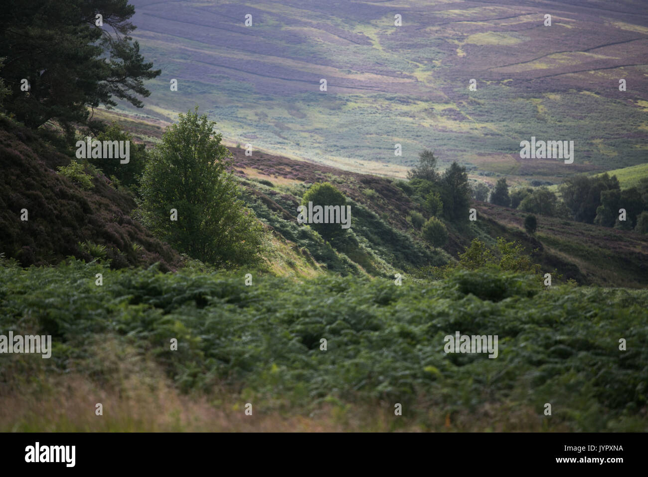 The view of moorland in the Borders of Scotland. The hills are popular hunting ground for grouse. Fern covering the ground in the summer. Stock Photo