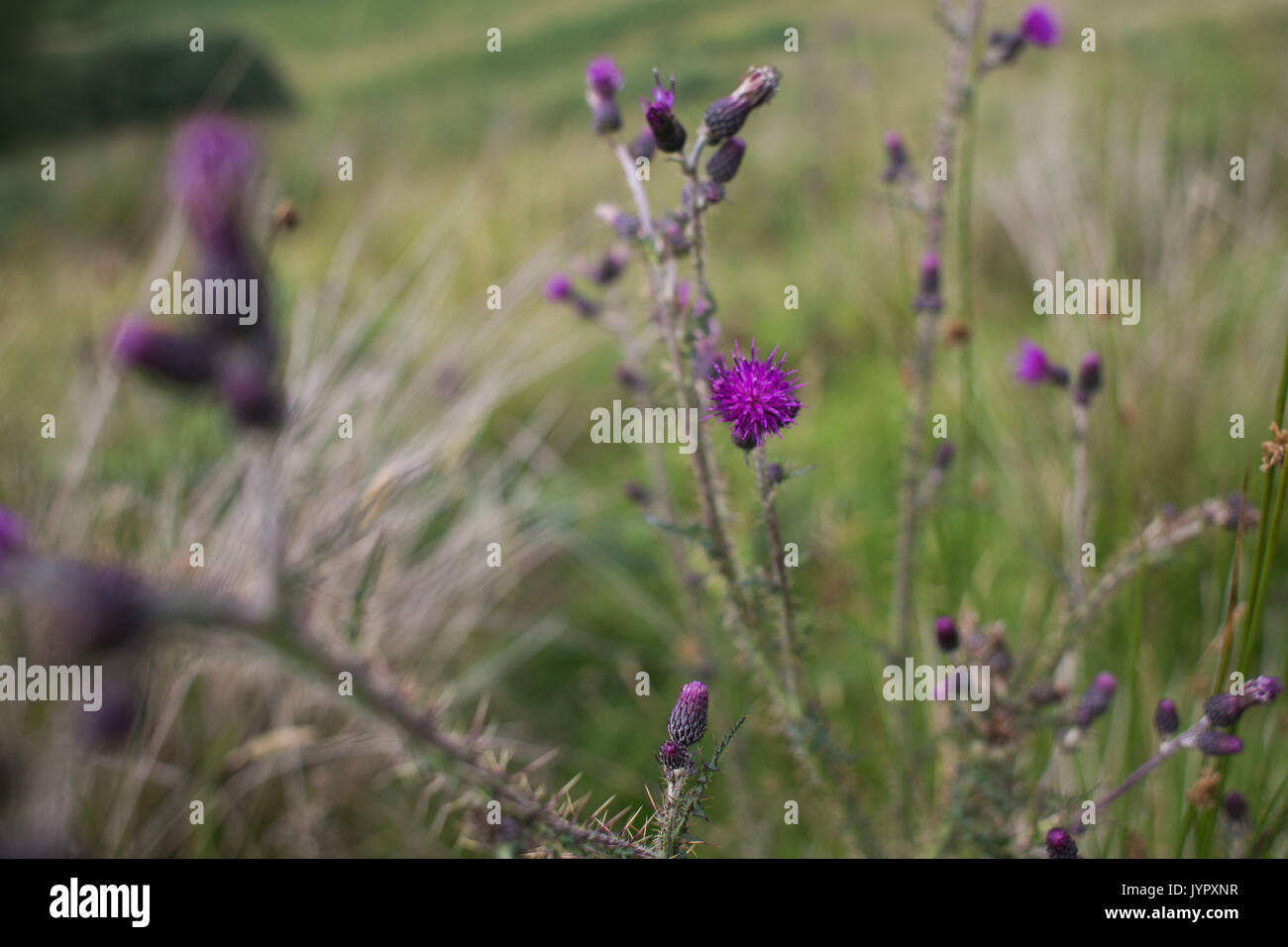 Purple thistles on moorland in the Scottish Borders. The thistle is the Scottish natinal flower. Stock Photo